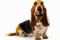 Хороший ветеринар - иконка «для собак» в Анжеро-Судженске